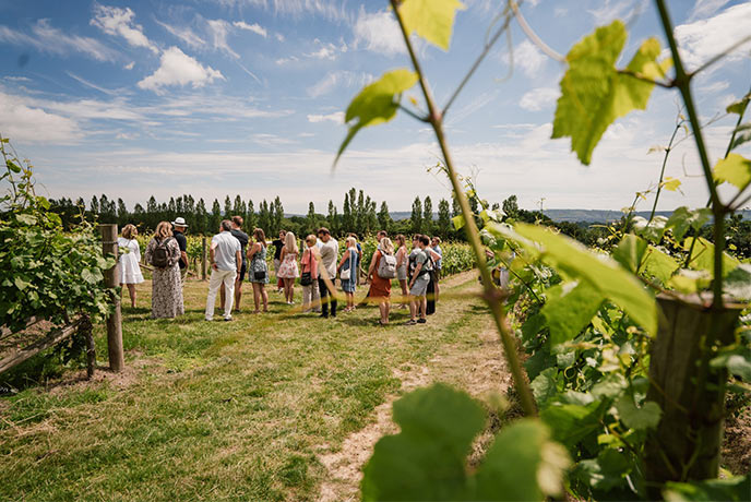 Vineyards in Sussex